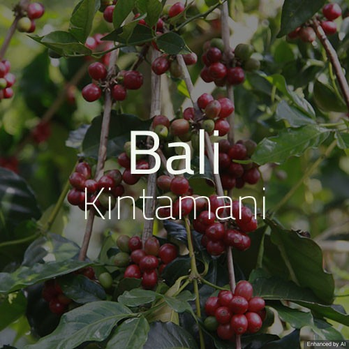 harga biji kopi green bean bali kintamani