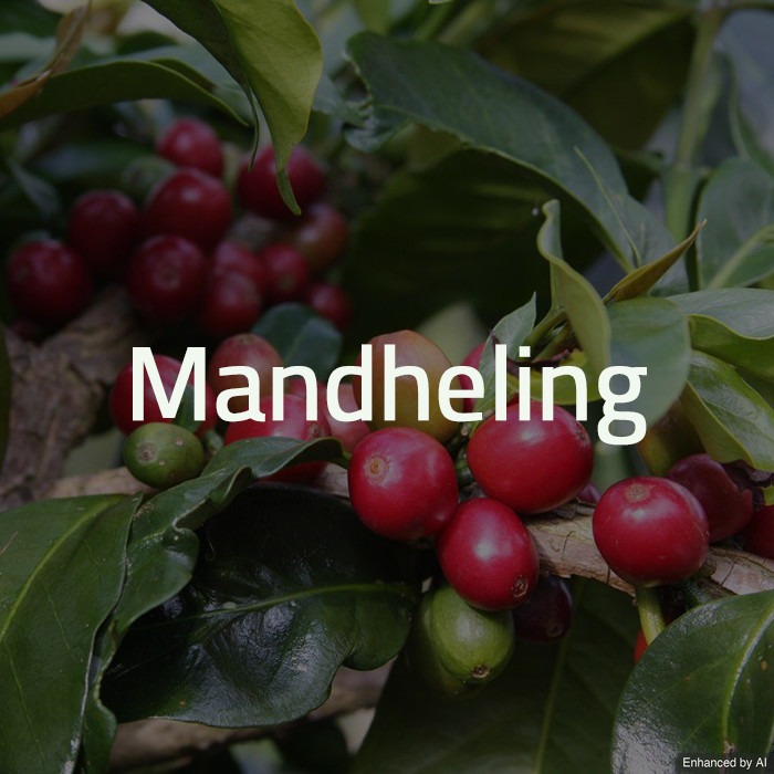 harga biji kopi green bean mandheling